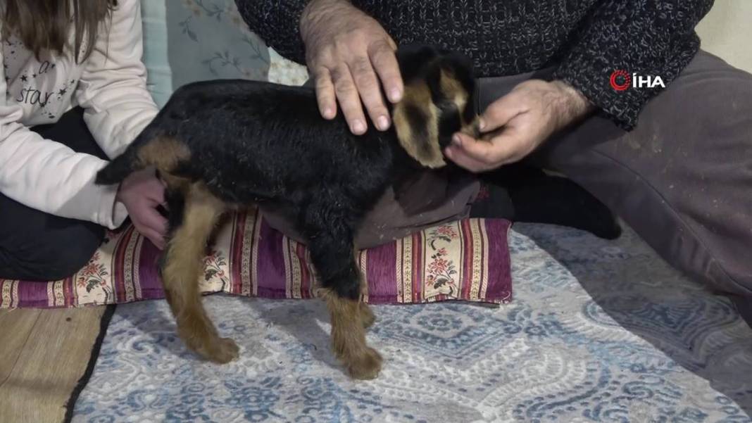 Görenler gözlerine inanamıyor: Tam 3 adet...! Görmek için civar köylerden geliyorlar 10